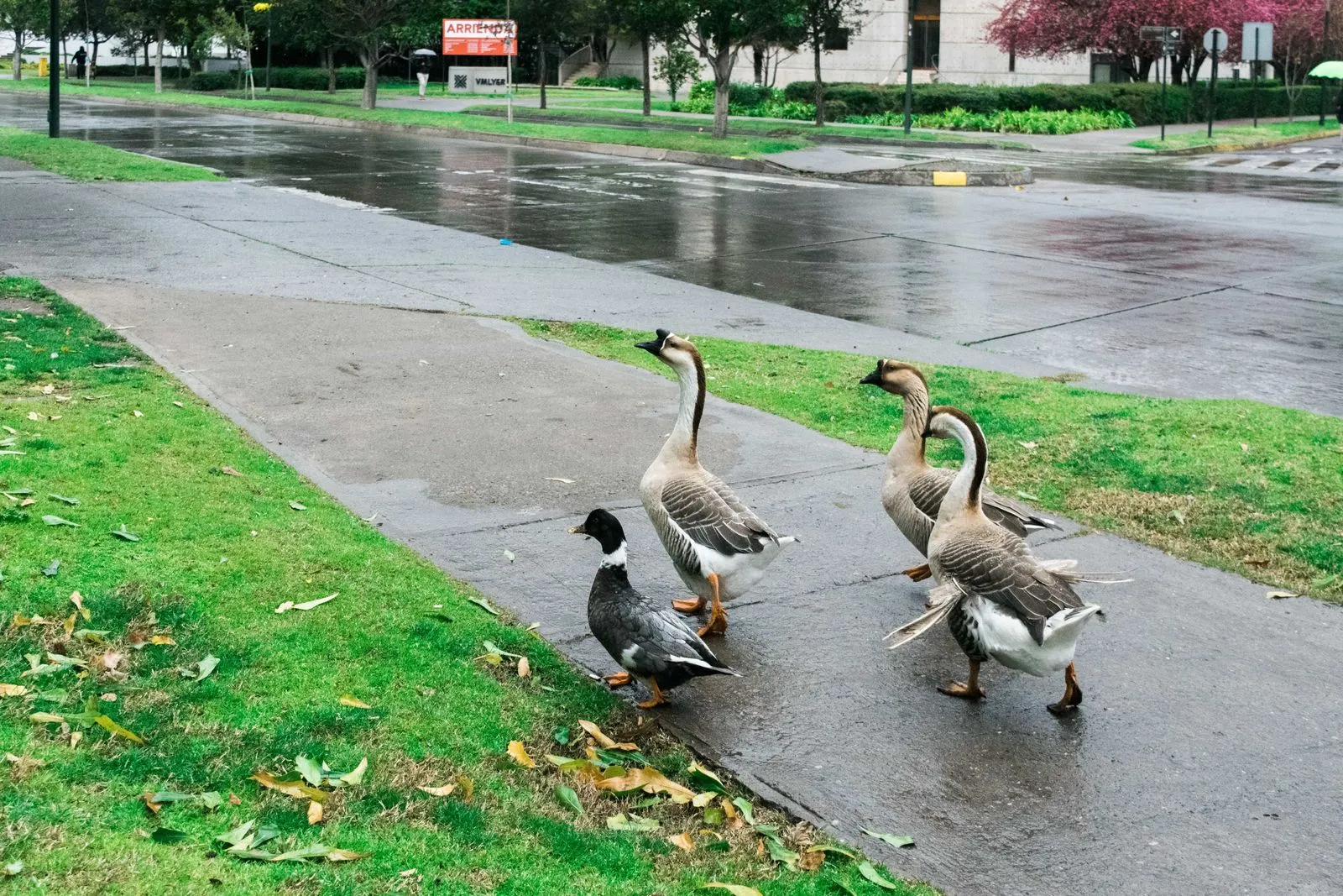 Patos